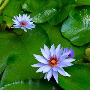 Meet your Posher, Cherri